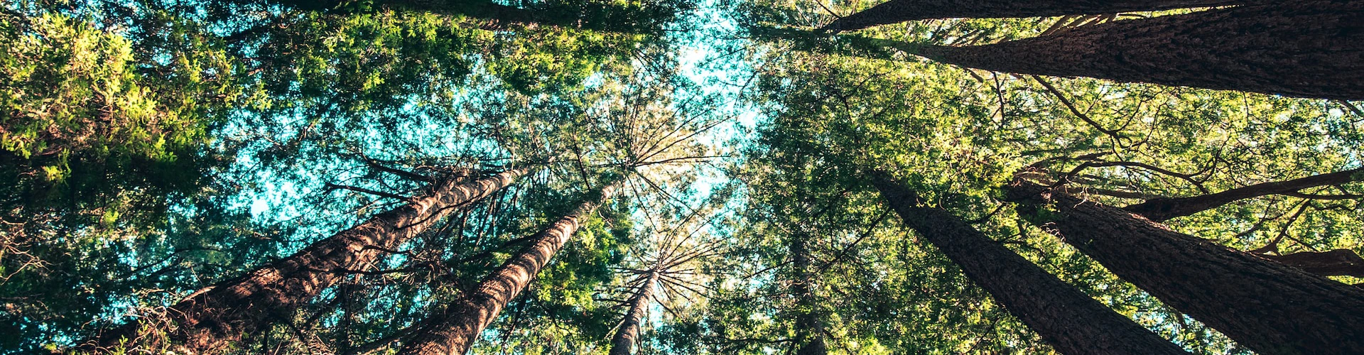 environment-2 Environment & Biodiversity - Trees